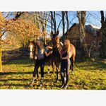 Profile Picture of Maria&Emma / 68k❤️/ (@pferdesuchtieees) on Instagram