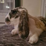 Profile Picture of Barry the bunny 🐰 (@lopearedbarry) on Instagram