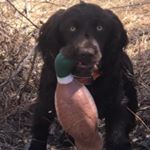 Profile Picture of Raymond Ball (@littlebrownuplandwaterdog) on Instagram