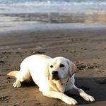 Profile Picture of Elizabeth Sacks Murphy (@elizabethsacksmurphy) on Instagram
