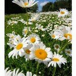 Profile Picture of Sharon Cody (@cody_sharon) on Instagram