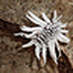 Profile Picture of Michael  Chan (@mickchan) on Flickr