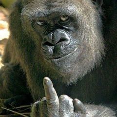 Profile Picture of Maurice Singe (@maurice.singe) on Tiktok