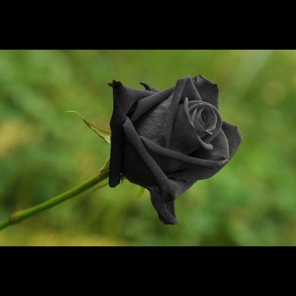 Profile Picture of Gina Moraska (@ginam1229) on Poshmark