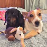 Profile Picture of Bella & Lucky by Sue & Mark (@bella_and_lucky_mitchell) on Instagram