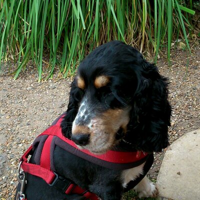 Profile Picture of Peter Scott (@Trigger_Tester) on Twitter