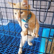 Profile Picture of Cat Si Oyen Official (@catsioyenofficial4130) on Youtube