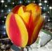 Profile Picture of Melonie Wolfer Bray (@melonie.bray.1) on Facebook