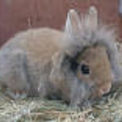 Profile Picture of Lorenzo Abarca (@abarca_lorenzo) on Twitter