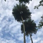 Profile Picture of Shelly & Ames & Ani (@pleaseapplaude) on Instagram