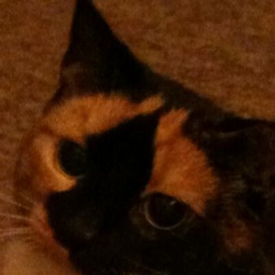Profile Picture of Sonja Phillips (@sunnymckp) on Twitter