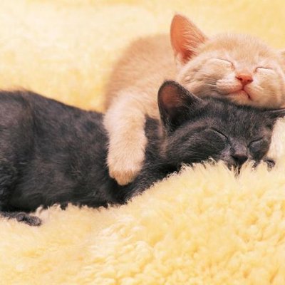 Profile Picture of Jose Vicente Siller (@anguita1952) on Twitter