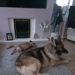 David Galvin61 - Tiktok Profile Picture of David Galvin61 (@davidgalvin5) on Tiktok