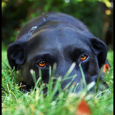 Profile Picture of Rex Patrick (@UnprotectedRex) on Twitter