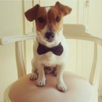 Profile Picture of Cody_Jack_Russell (@biscotto_cody) on Instagram