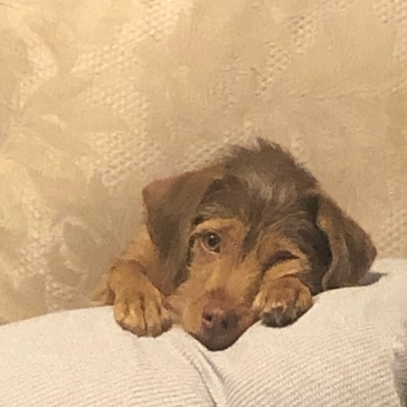 Profile Picture of Sherese Hodges (@sheresehodges) on Poshmark