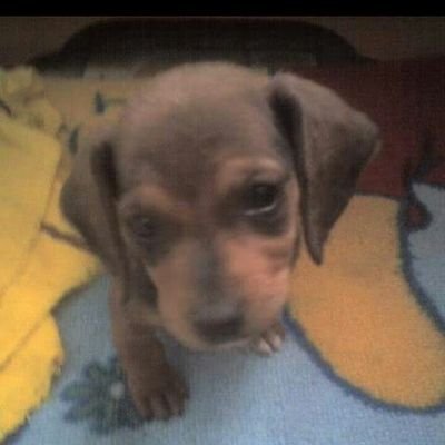Profile Picture of Aryvargas (@aryvargas) on Twitter