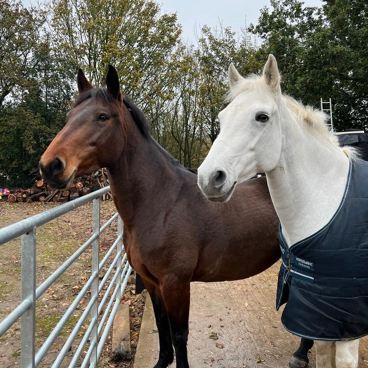 Profile Picture of aw._equine (@alicewhiteman) on Tiktok