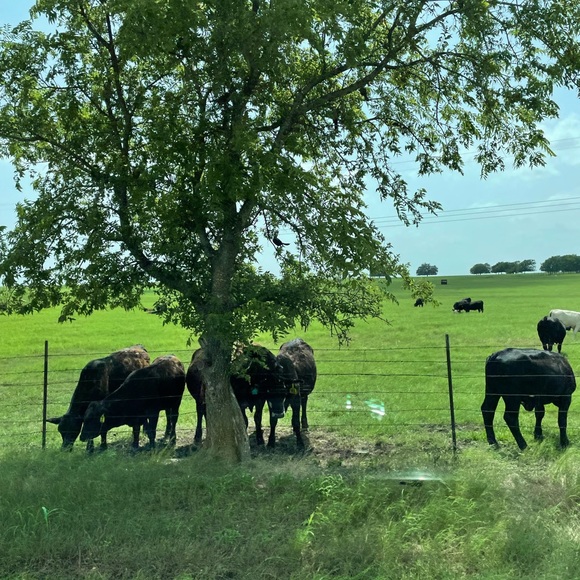 Profile Picture of Hien Dinh (@lovelyheart2429) on Poshmark