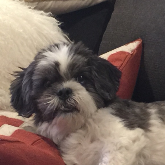 Profile Picture of Amy Telpner (@atelpner25) on Poshmark