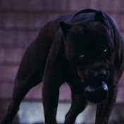 Profile Picture of Justin Mamode (@justinmamode791) on Youtube