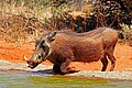 Profile Picture of Common warthog - Wikipediaon Wikipedia