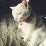Profile Picture of Pickle Jeffery Darling (@picklethepussicat) on Instagram