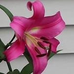 Profile Picture of Terri Dobbs (@terri.dobbs.52) on Instagram