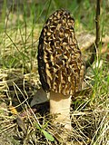 Profile Picture of Morchella - Wikipediaon Wikipedia