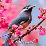 Profile Picture of Robin Beeman (@robin.beeman.31) on Instagram