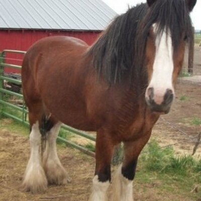 Profile Picture of Ted Adkins (@Claticfire) on Twitter