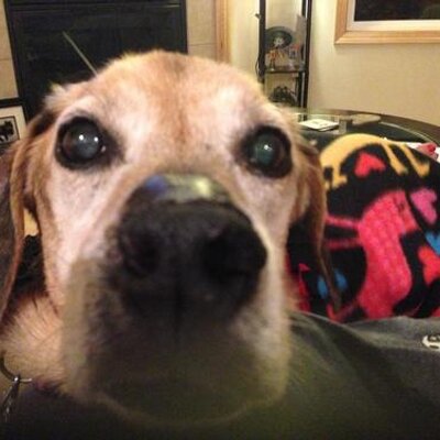 Profile Picture of Steve Morehouse (@tazcat1973) on Twitter