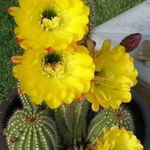 Profile Picture of Angelica Isabel Pesce Valsagna (@pescevalsagna) on Instagram