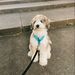 Profile Picture of Tobymak (@risatobie) on Pinterest