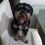 Profile Picture of Tony Hoffmann (@tonythedog2017) on Instagram