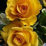 Profile Picture of Nazia Shah (@nazia6933) on Instagram