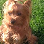 Profile Picture of rosa (@morganrosa64) on Instagram