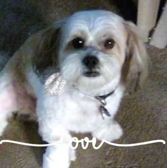 Profile Picture of Pamela Long (@longpamela17) on Poshmark