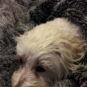 Profile Picture of Bob L'éponge (@ArnaudSiroli) on Twitter