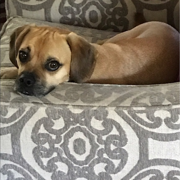 Profile Picture of Tiffany Jamon (@tjamon13) on Poshmark