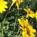 Profile Picture of Terri Stephens Scruggs (@st19361) on Instagram