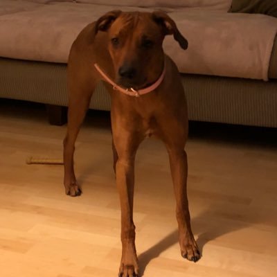 Profile Picture of Joseph Reale (@JoeReale) on Twitter