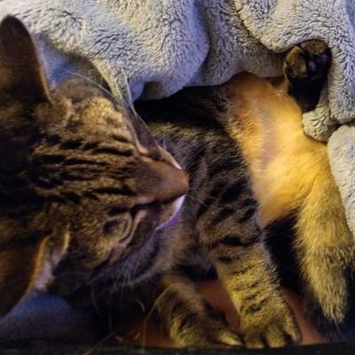 Profile Picture of Farah James (@FarahJames11) on Twitter