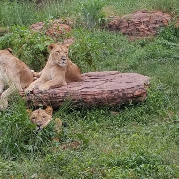 Profile Picture of Danicia Pennamon (@dpennamon) on Poshmark