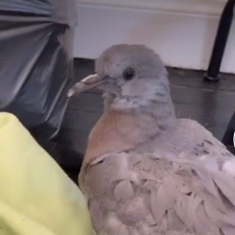 Profile Picture of albert🐦🐦 (@albertlepigeon) on Tiktok