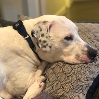 Profile Picture of Derek Bell (@D_Bell5) on Twitter