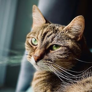 Profile Picture of Gail Sorber (@gail.sorber) on Tiktok