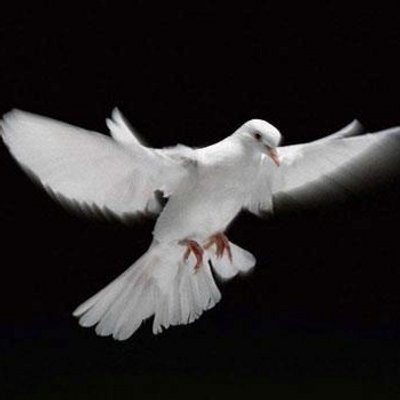 Profile Picture of Atef Ayad (@ayad_atef) on Twitter