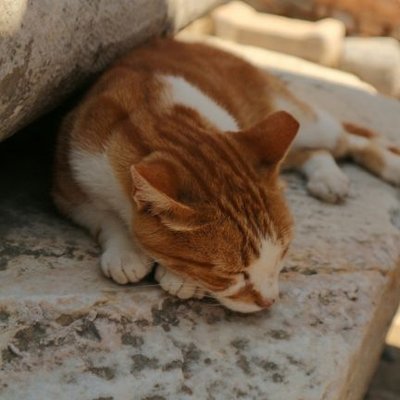 Profile Picture of Tatoy (@Tatatoy) on Twitter