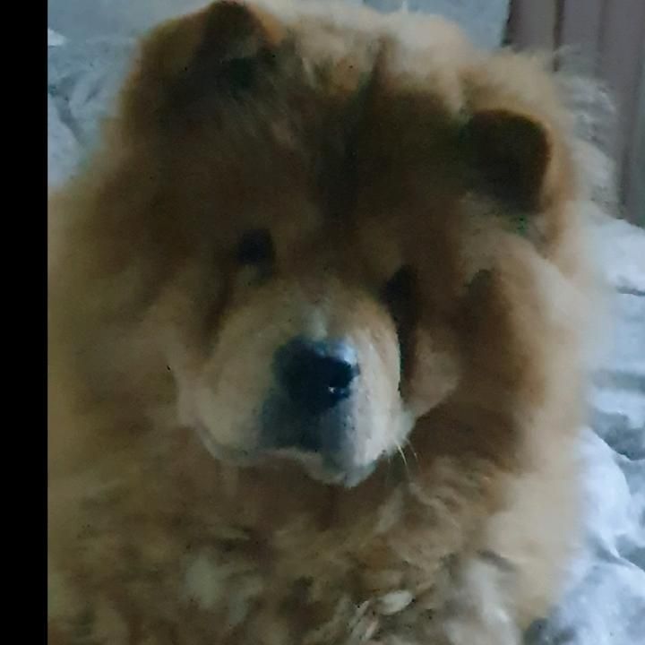 Profile Picture of CarlosShort (@kelsijrq2p7) on Tiktok